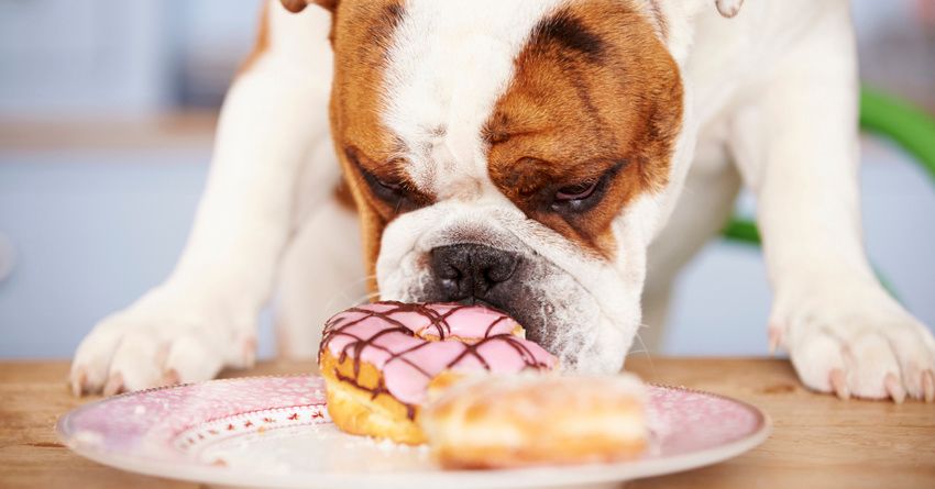 English bulldog sniffing pink donut with frosting