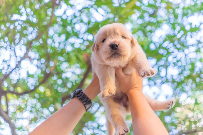 cute, fluffy puppy in persons arms on a sunny day ollie customized dog food