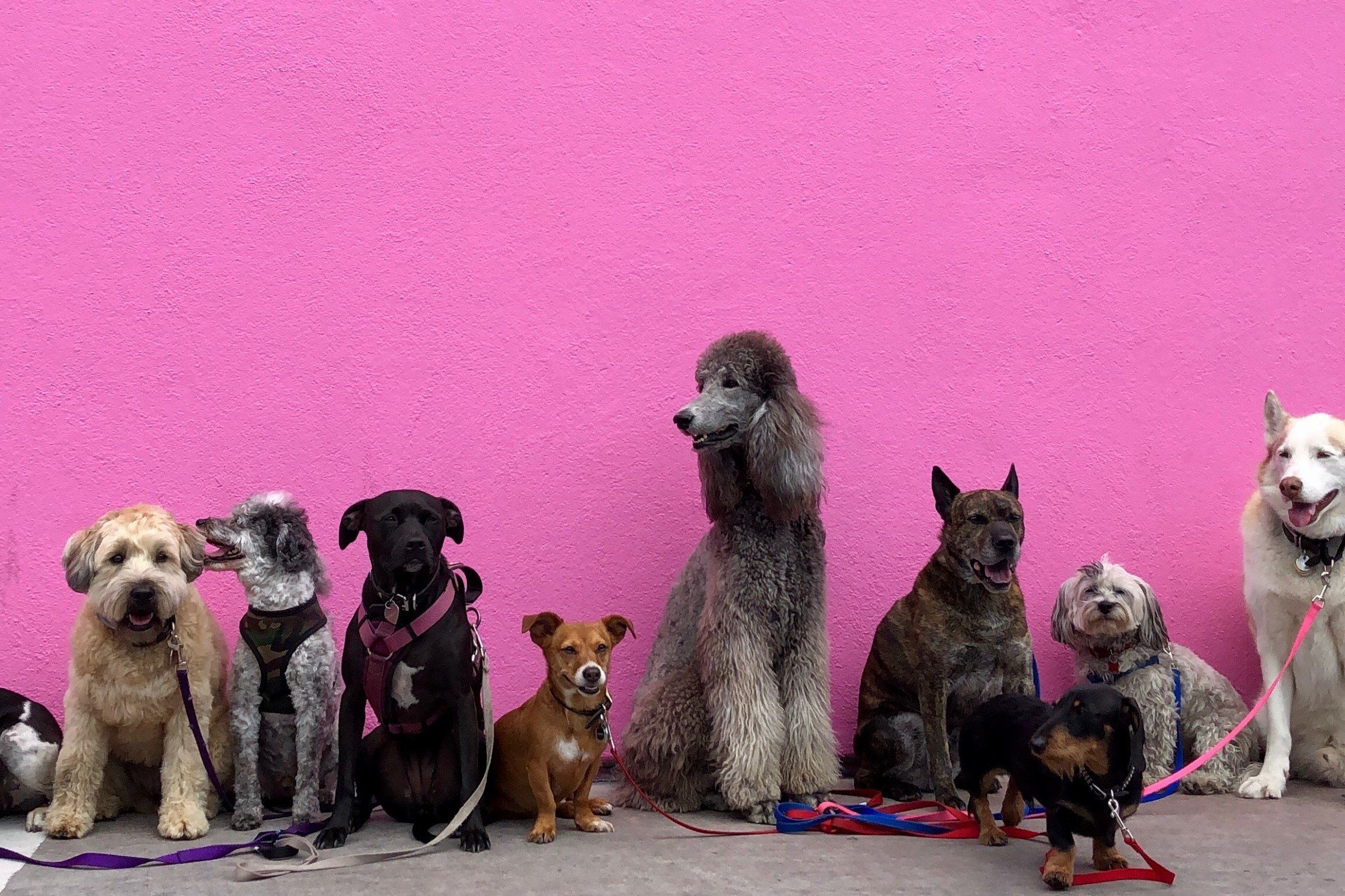 9 different dog breeds standing against a pink wall
