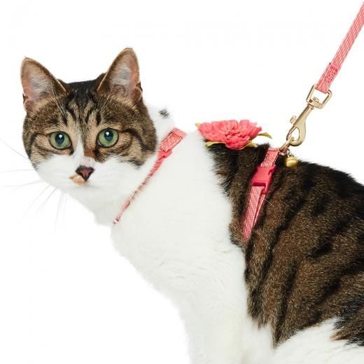 cat harnesses