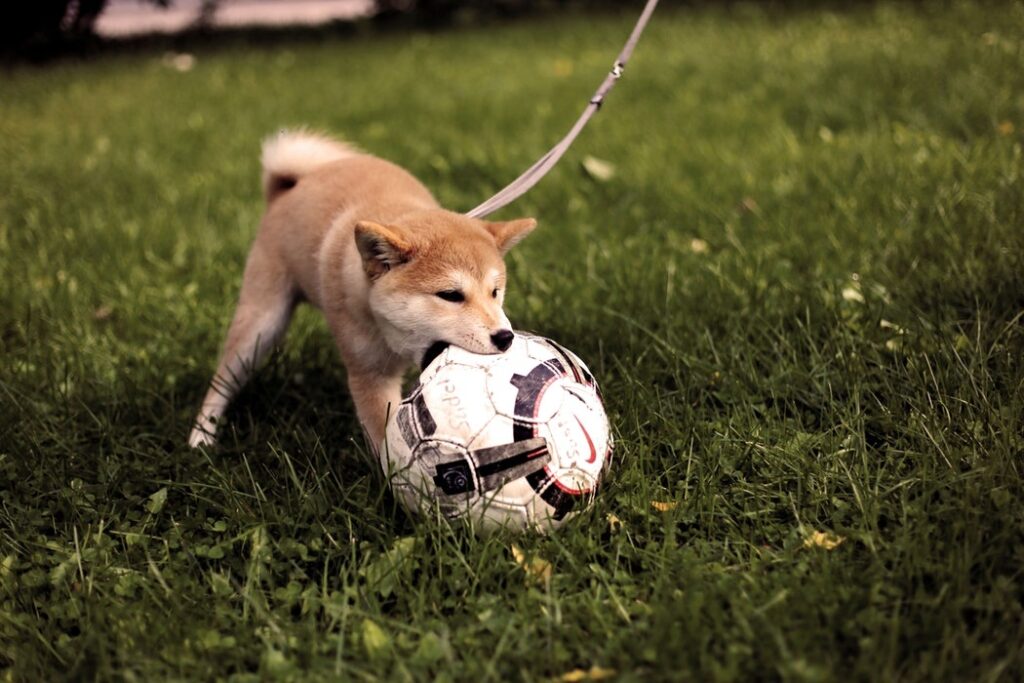 The Best Interactive Dog Toys For Your Best Friend