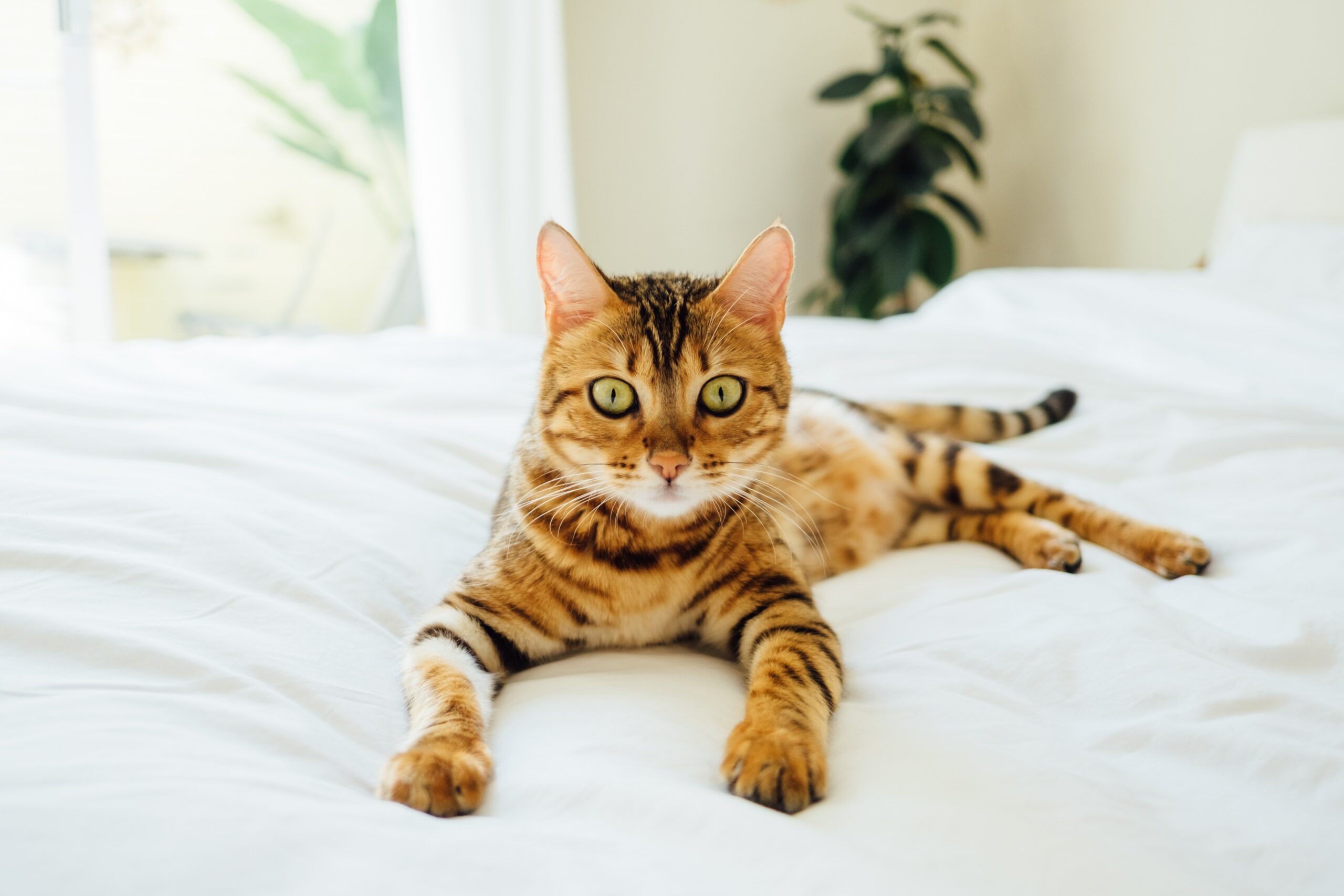 PrettyLitter Is The Best Gift You Can Get Your Kitty This Holiday Season