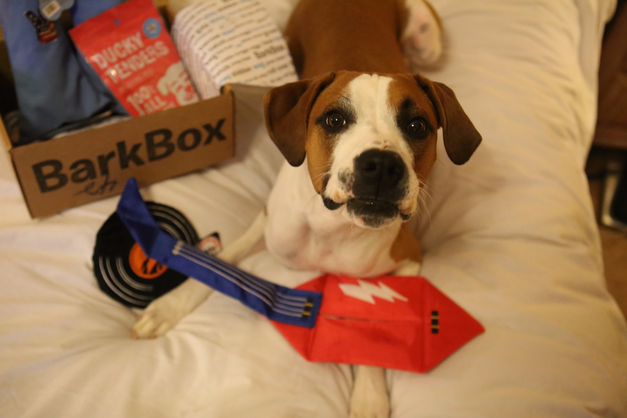 Here’s How BarkBox Stacks Up Against Pet Store Toys