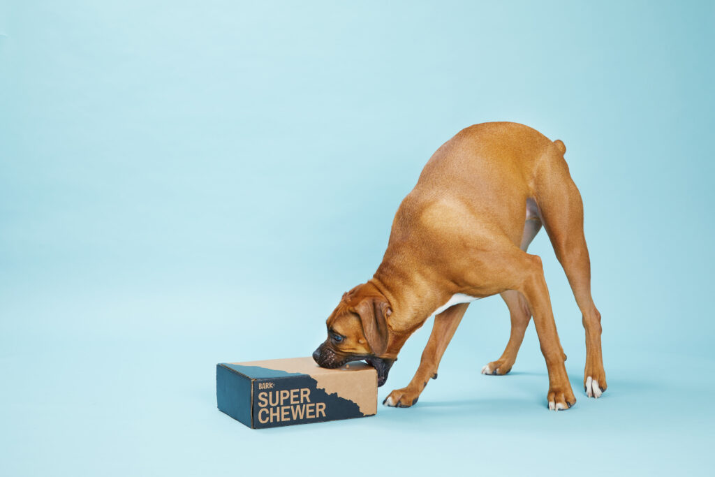 Destructive Pups Have Met Their Match!