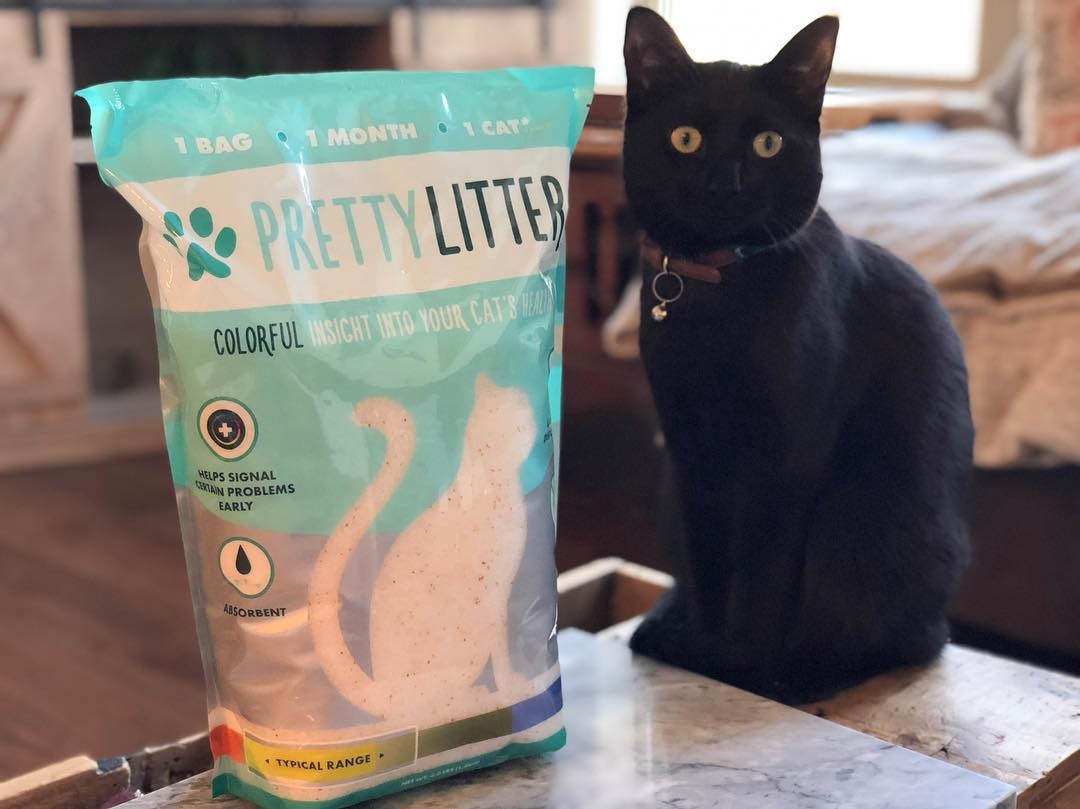 Meet The Lightweight Kitty Litter That Will Keep Your Home Pretty