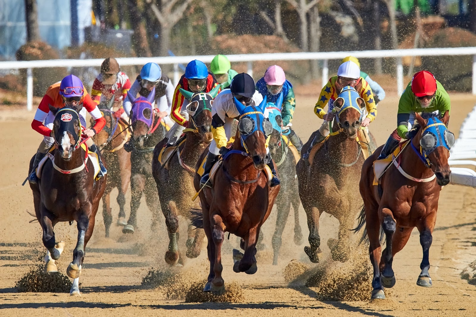 5 Reasons Why You Should Bet On The Belmont With TVG