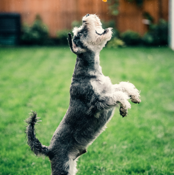 Why We Highly Recommend Using PetHonesty To Keep Your Dog Healthy