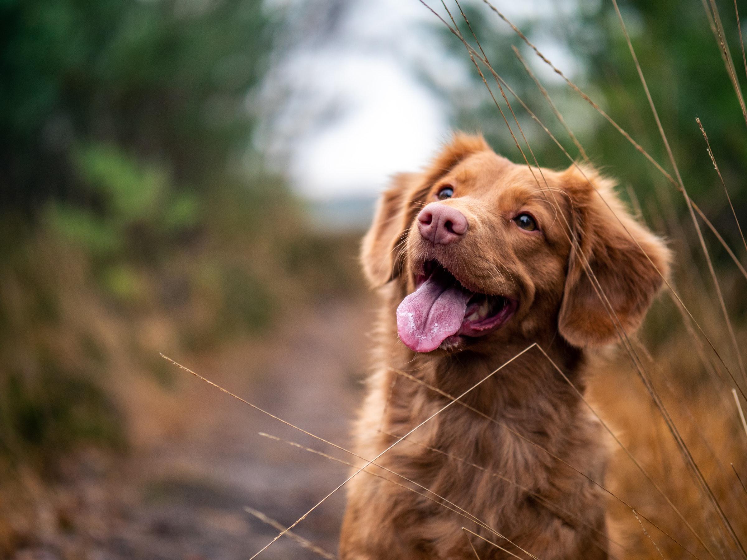 5 Reasons Why I Love Spot & Tango For My Pup