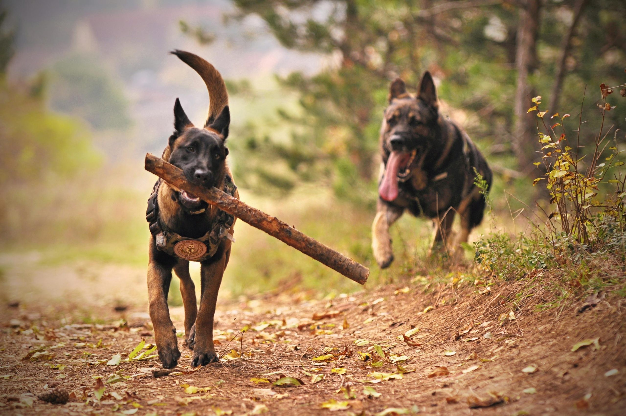 Honey For Dogs: What You Need to Know Before Incorporating It Into Their Diet