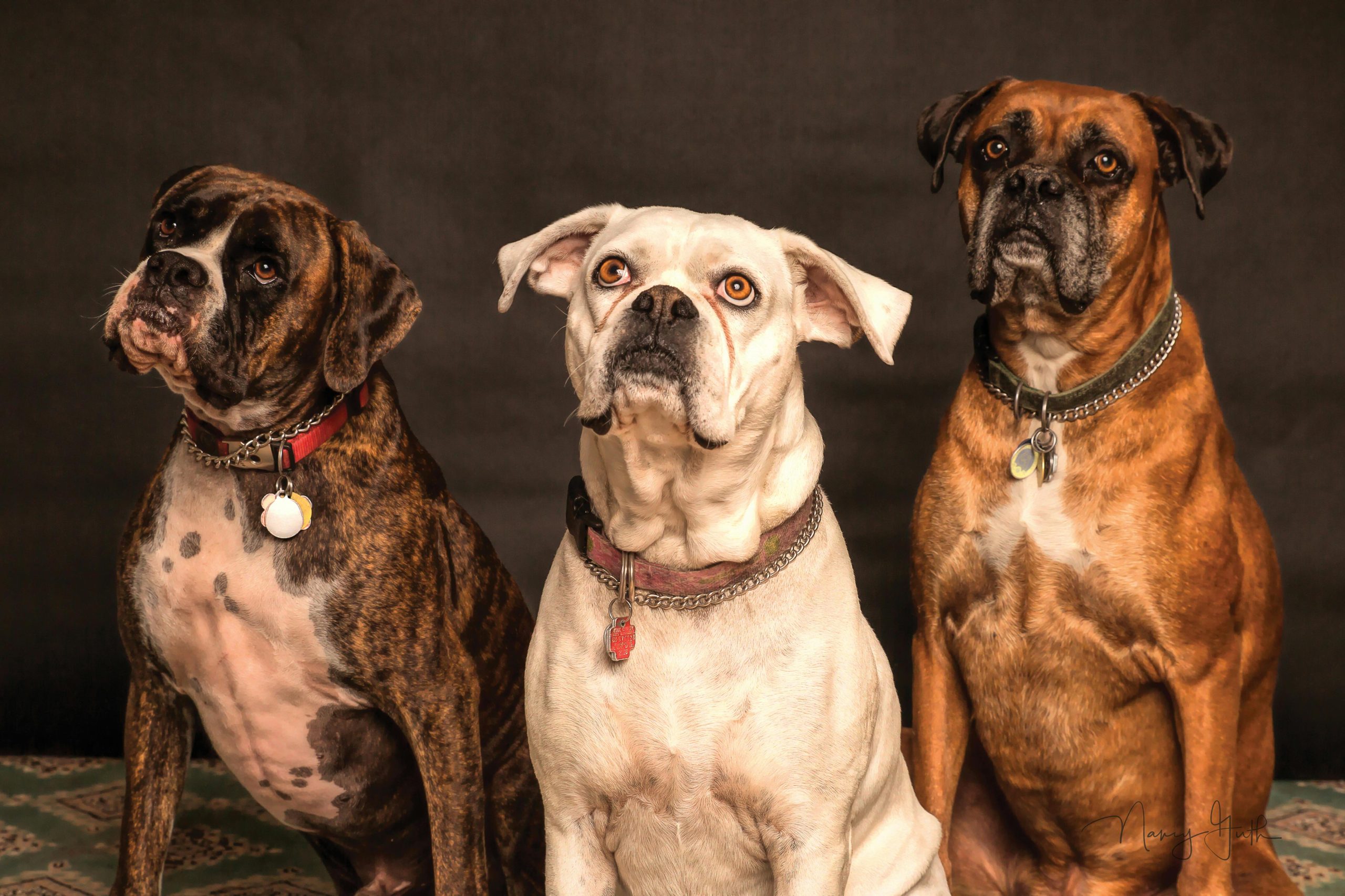 Why is Turmeric a Natural Aid for Boosting Dogs’ Immunity Against Infections
