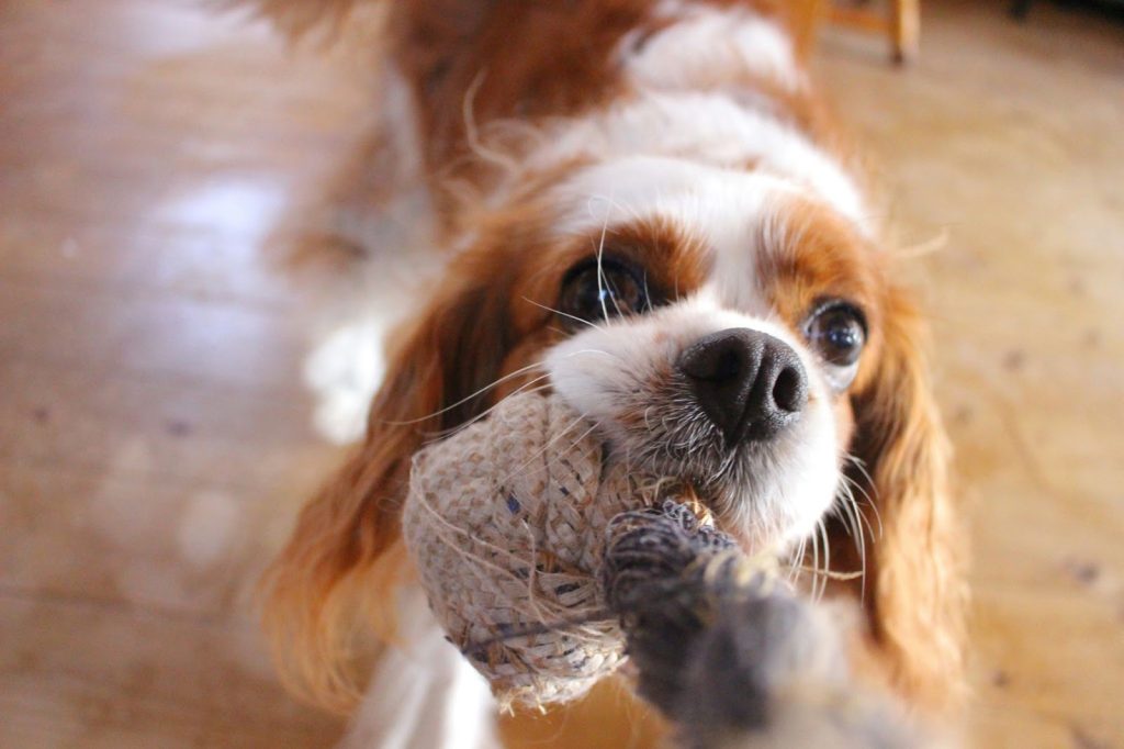 Springtime Is For Puppers! Best Dog Toys For The Dog Run