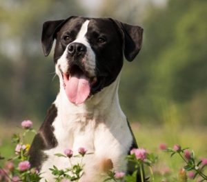 One Happy Pupper - How To Raise A Joyful Dog