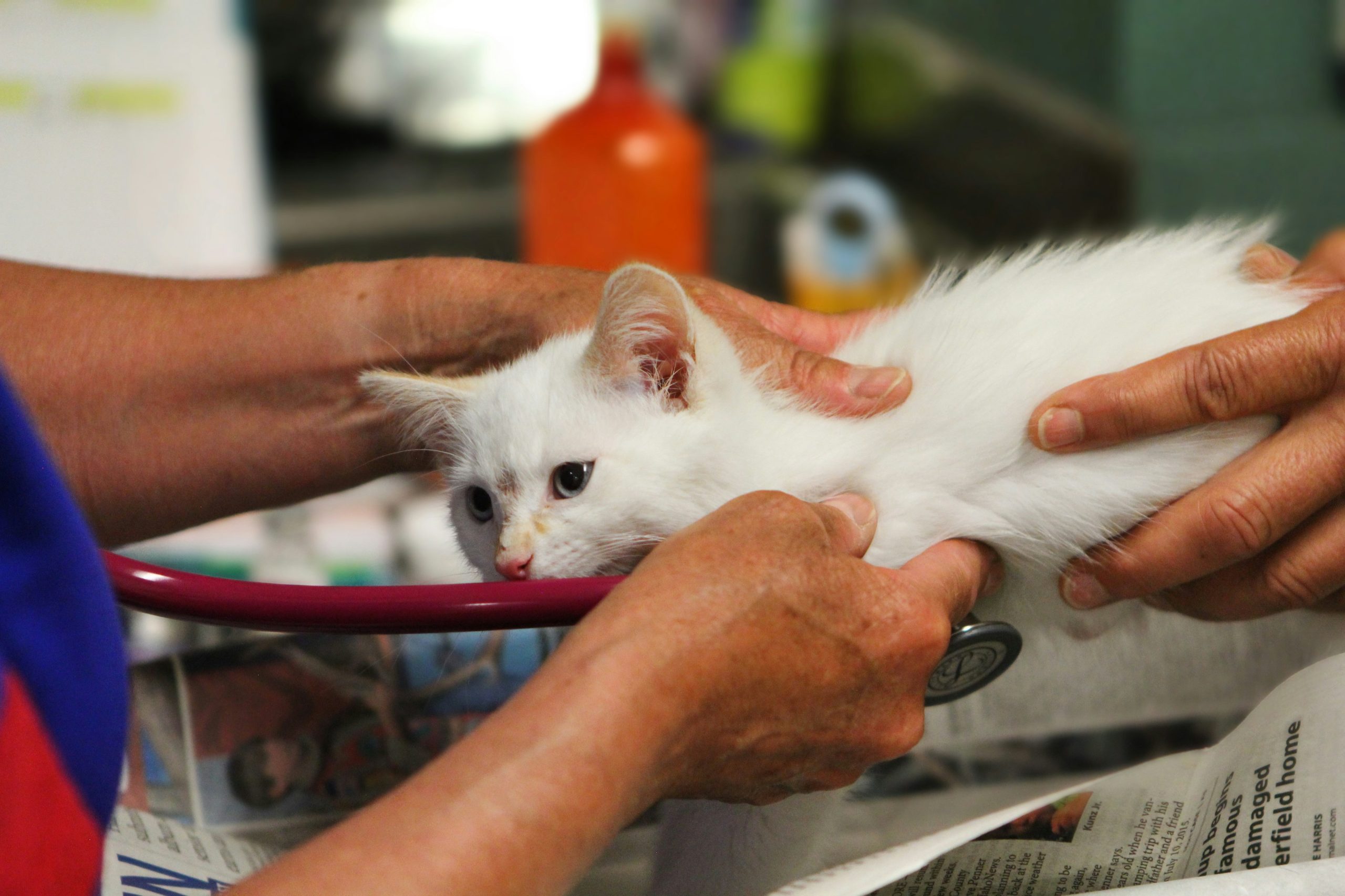 How to Handle Pet Emergencies Without a Scheduled Visit