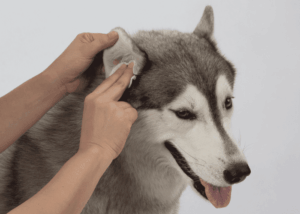 Best Dog Ear Care Products of 2025: Top Picks for Clean and Healthy Ears