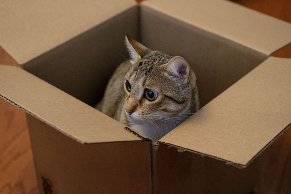 How to Choose an Automatic Cat Litter Box: Safety, Odor, Space, and Maintenance